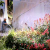 bloemen in cyprus