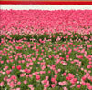 bloemen in urk2009