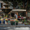 bloemen grasse2008