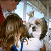hond in frankrijk