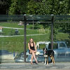 hond in leeuwarden