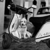 hond in zakinthos